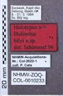 Etiketten zu Agriotes pseudobscurus (NHMW-ZOO-COL-0010233)